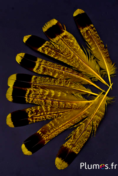 Gélinotte des bois - 11-13 cm - jaune-noir
